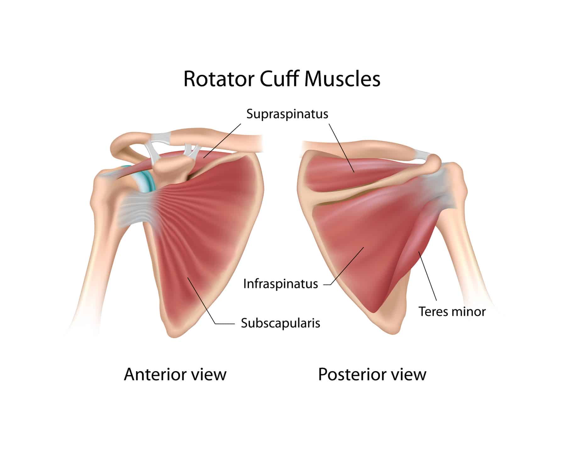 How To Train Your Rotator Cuff Muscle Fusion Lab
