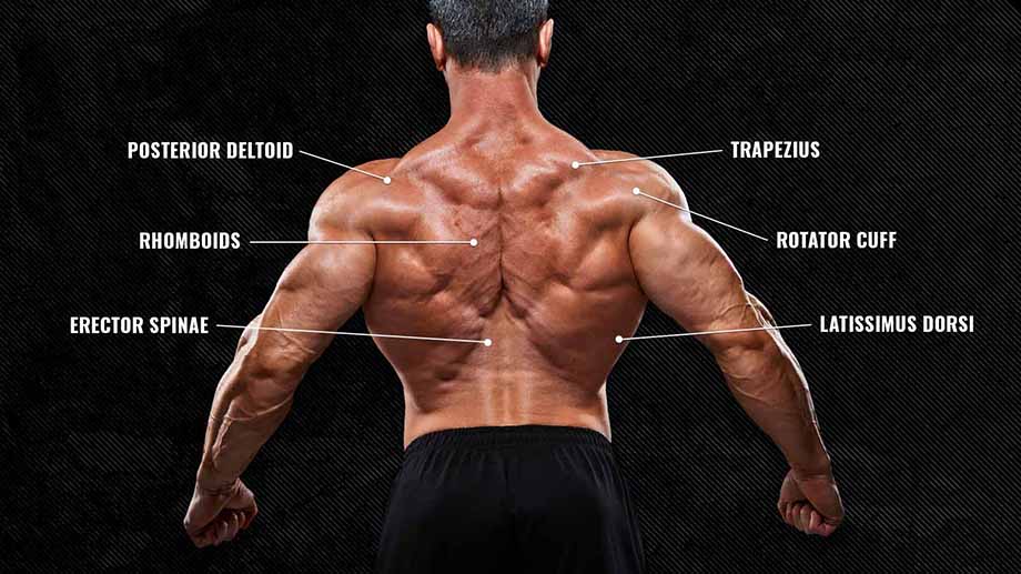 Back Muscle Anatomy