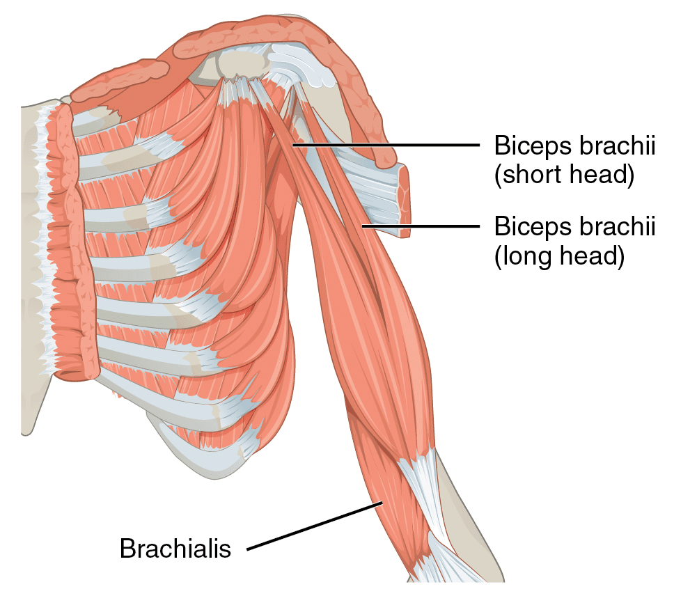 Biceps Muscle Anatomy