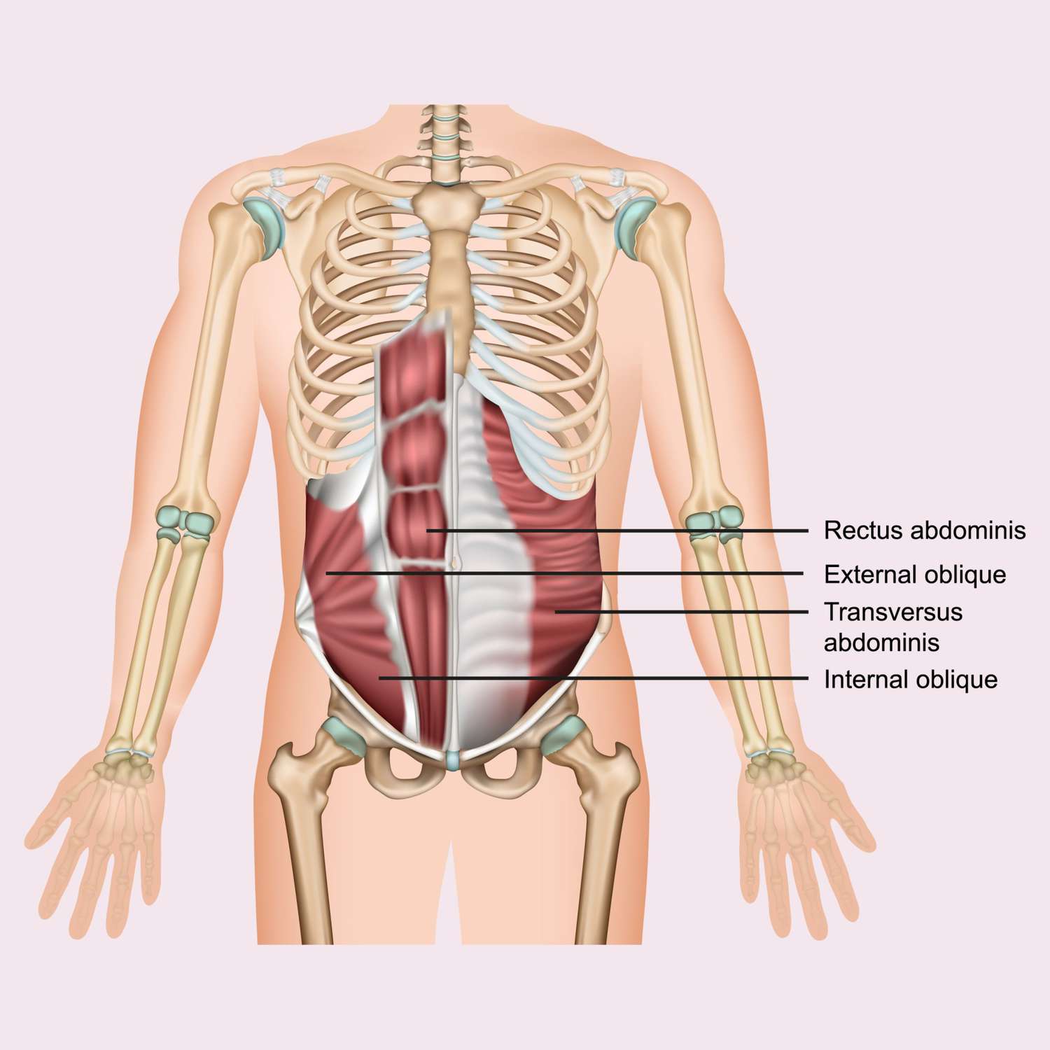 Core Muscle Anatomy