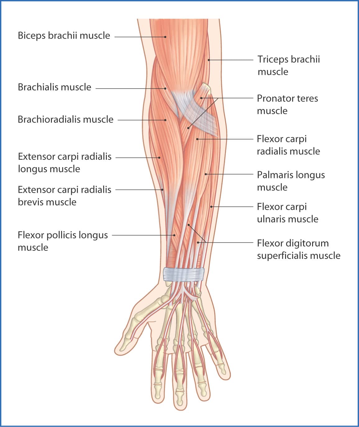 Muscle Anatomy of the Forearm Flexors