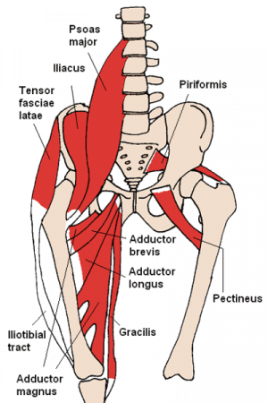 Hip Adductor Muscle Anatomy