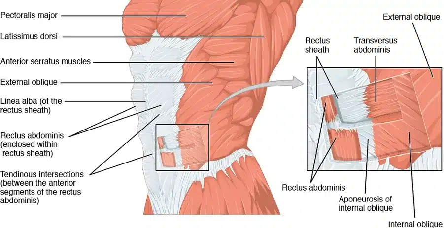 Oblique Muscle Anatomy